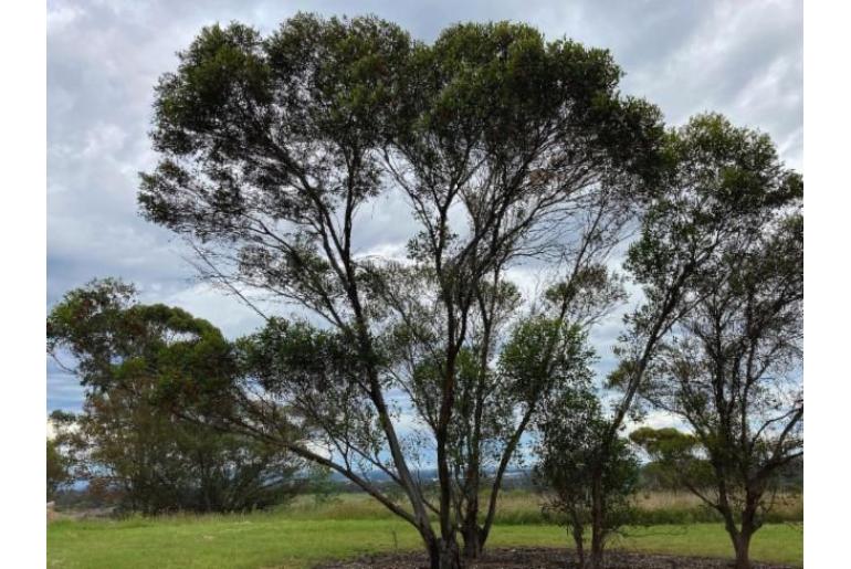 Eucalyptus kessellii 16008