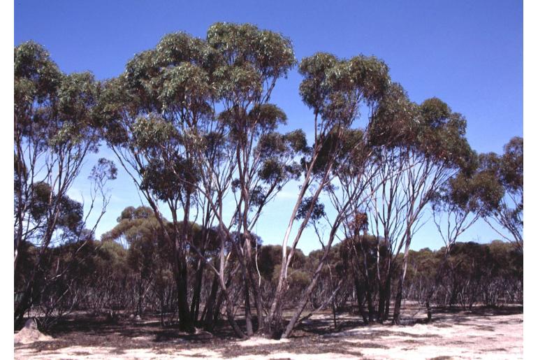 Eucalyptus kondininensis 16009