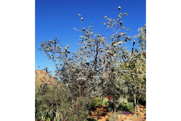 Eucalyptus kruseana 16010