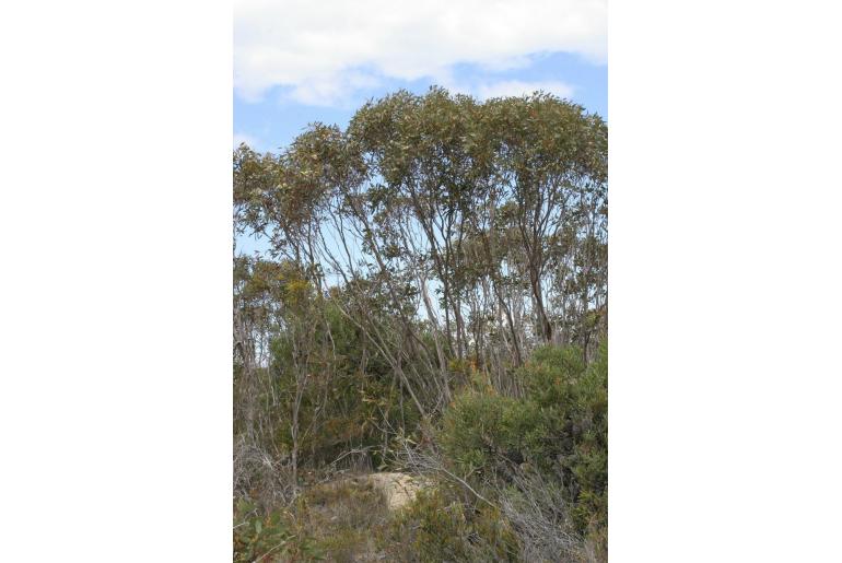 Eucalyptus leptocalyx 16011