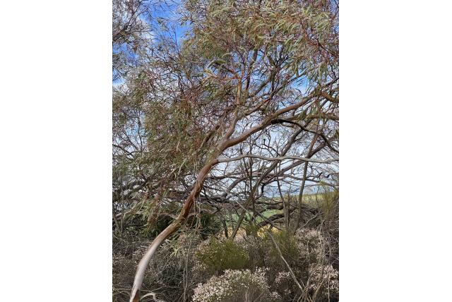 Slanke steeltjes Eucalyptus Slanke steeltjes Eucalyptus