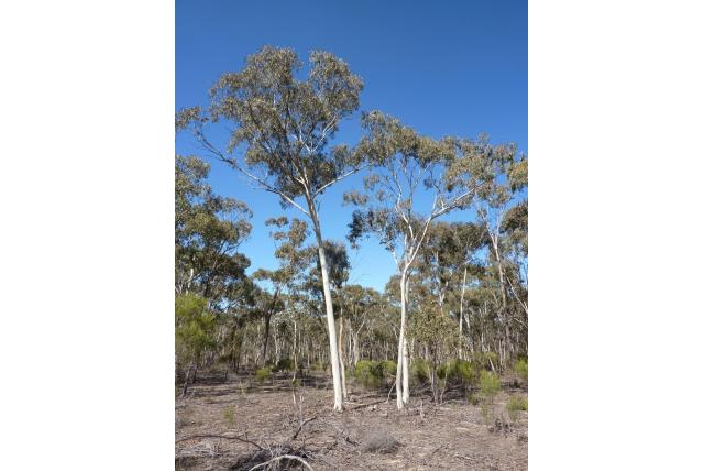 Wit-hout Eucalyptus met blauwe knoppen en vruchten Wit-hout Eucalyptus met blauwe knoppen en vruchten