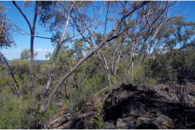 Loodkleur-blad Eucalyptus Loodkleur-blad Eucalyptus