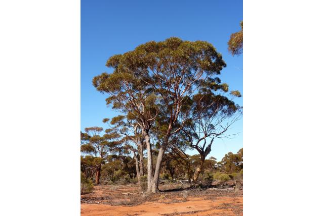 Lang gehoornd operculum Eucalyptus