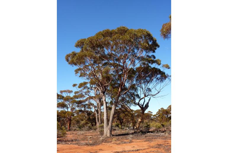 Eucalyptus longicornis 16015