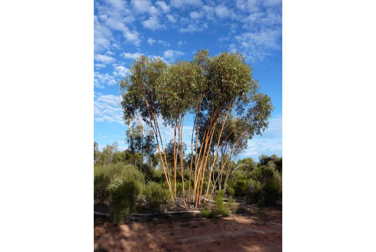 Eucalyptus loxophleba ssp lissophloia 16016