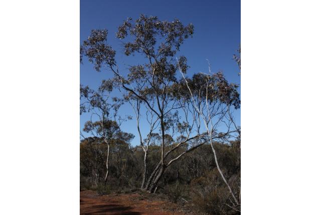 Lake Grace Eucalyptus Lake Grace Eucalyptus