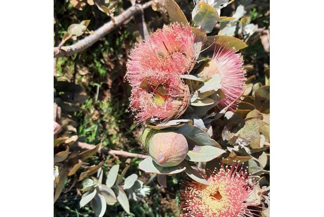 Kleinbladerige Mottlecah Kleinbladerige Mottlecah