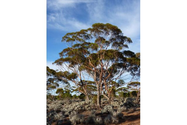 Donker hout Eucalyptus Donker hout Eucalyptus