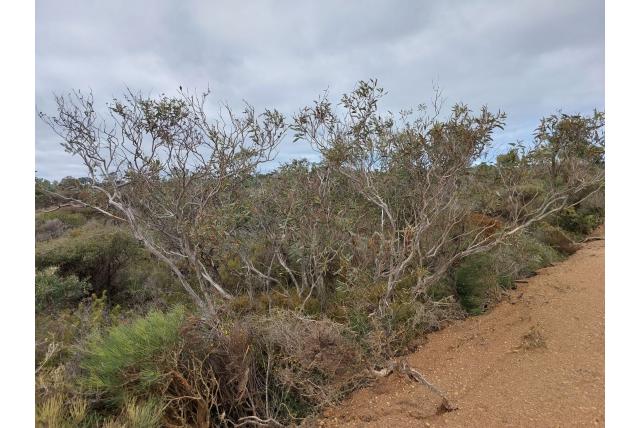 Kleine helmknop Eucalyptus Kleine helmknop Eucalyptus