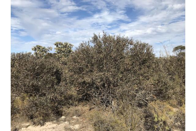 Miserabele Eucalyptus Miserabele Eucalyptus