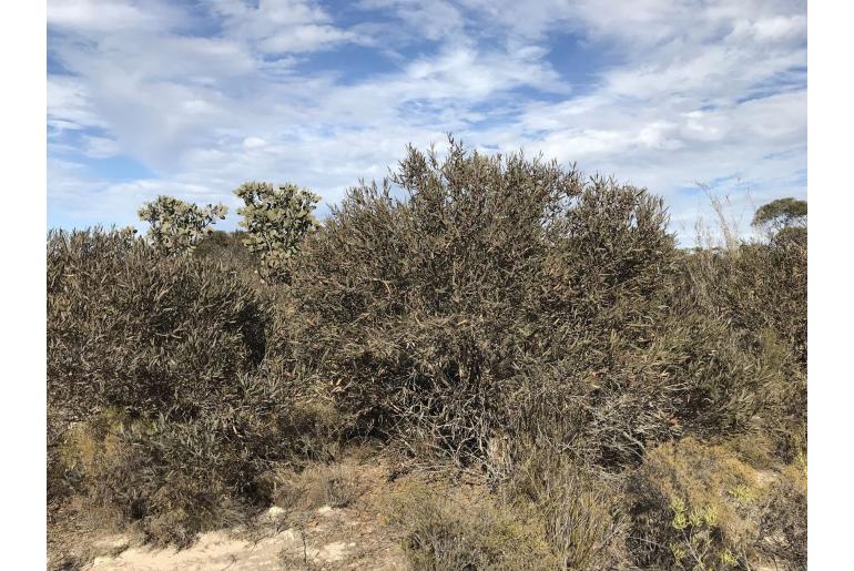 Eucalyptus misella 16023