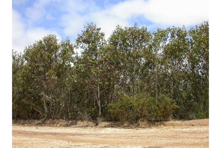 Eucalyptus nutans 16026