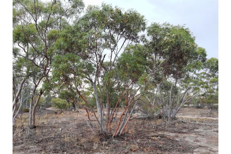 Eucalyptus obtusiflora 16027