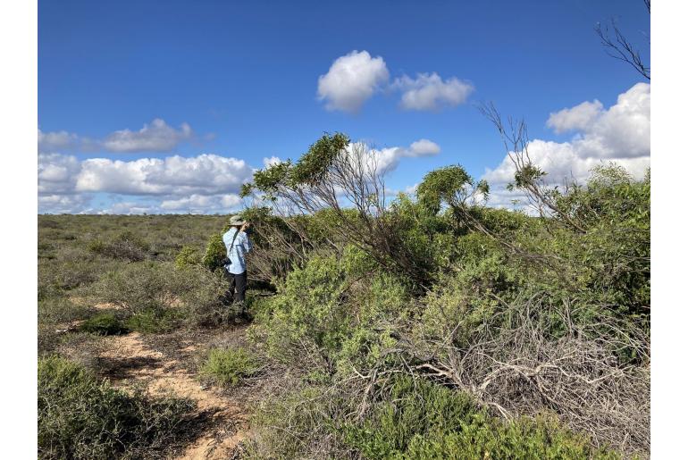 Eucalyptus oraria 16028