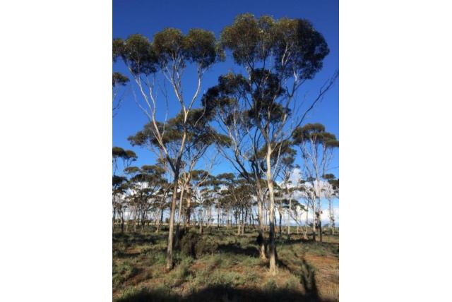 Sierlijke-knop Eucalyptus Sierlijke-knop Eucalyptus