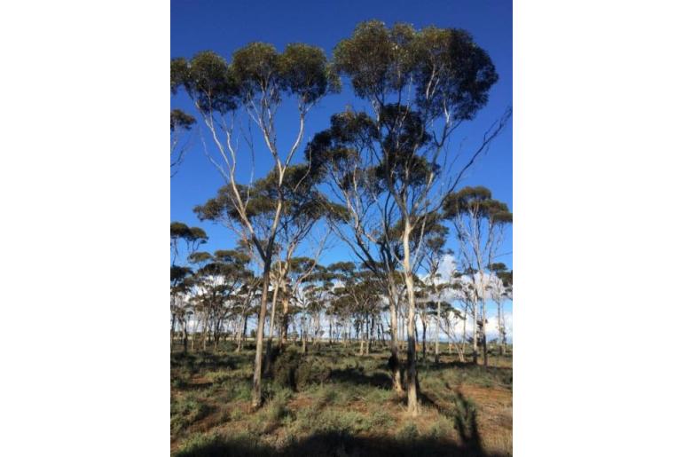 Eucalyptus ornata 16029
