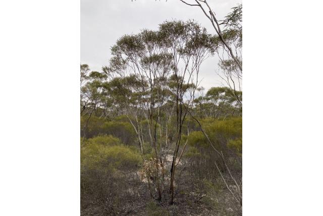 Rechtopstaande meeldraden Eucalyptus Rechtopstaande meeldraden Eucalyptus