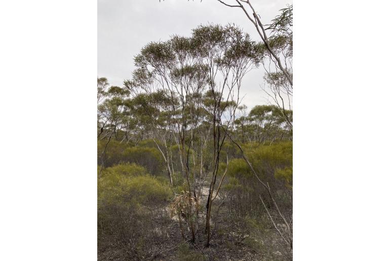Eucalyptus orthostemon 16030