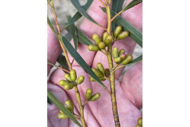 Eivormig-knop Eucalyptus Eivormig-knop Eucalyptus