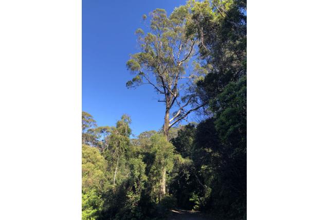 Vierhoekige stam Eucalyptus Vierhoekige stam Eucalyptus