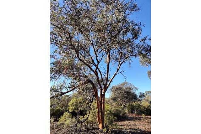 Blauw-bladige Eucalyptus Blauw-bladige Eucalyptus