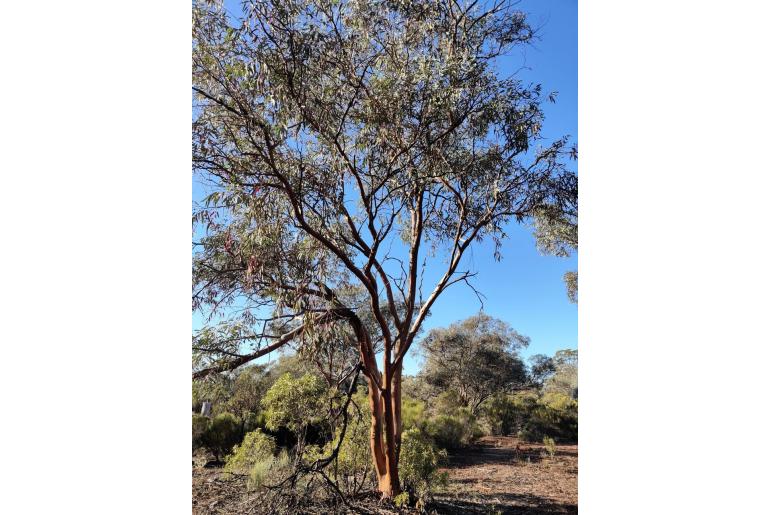Eucalyptus ravida 16033