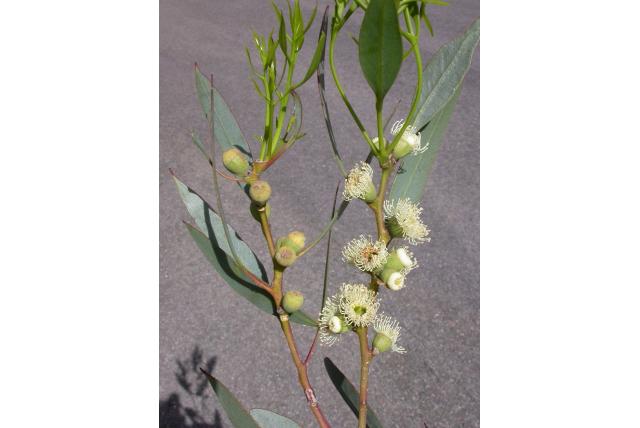 Taai-bladerige Eucalyptus