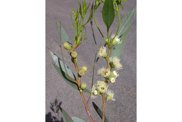Eucalyptus rigens -16034