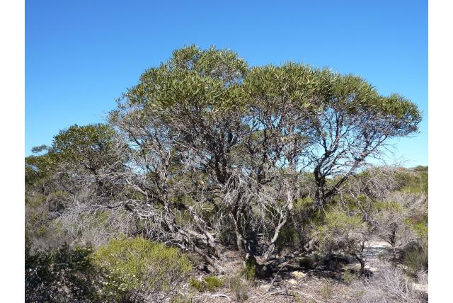 Beker-fruit Eucalyptus Beker-fruit Eucalyptus