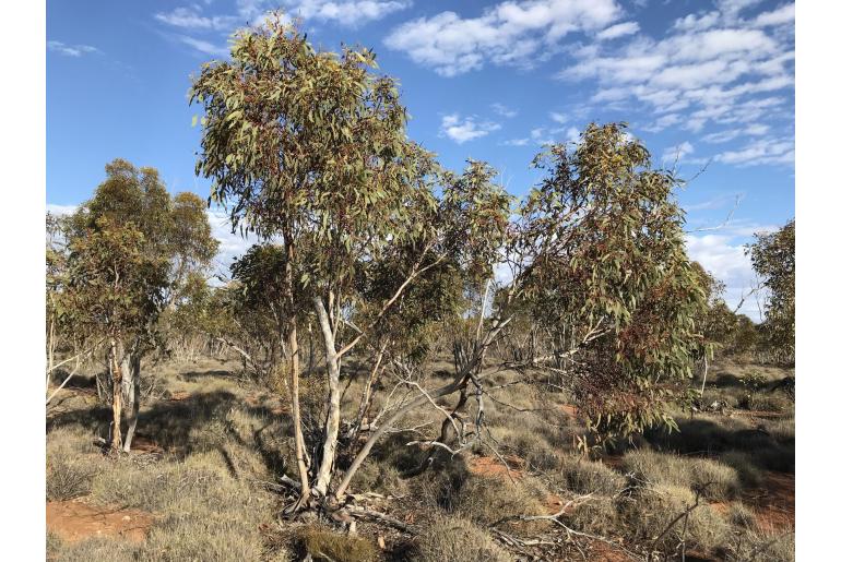 Eucalyptus sheathiana -16039