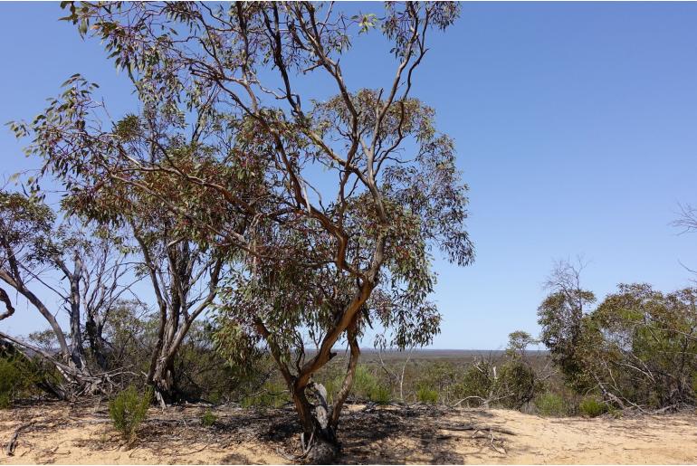 Eucalyptus socialis ssp socialis 16040