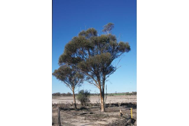 Salt River spatel-vormige bloemknoppen Eucalyptus Salt River spatel-vormige bloemknoppen Eucalyptus