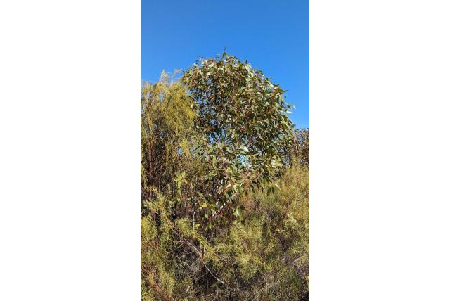 Stoward's Eucalyptus Stoward's Eucalyptus