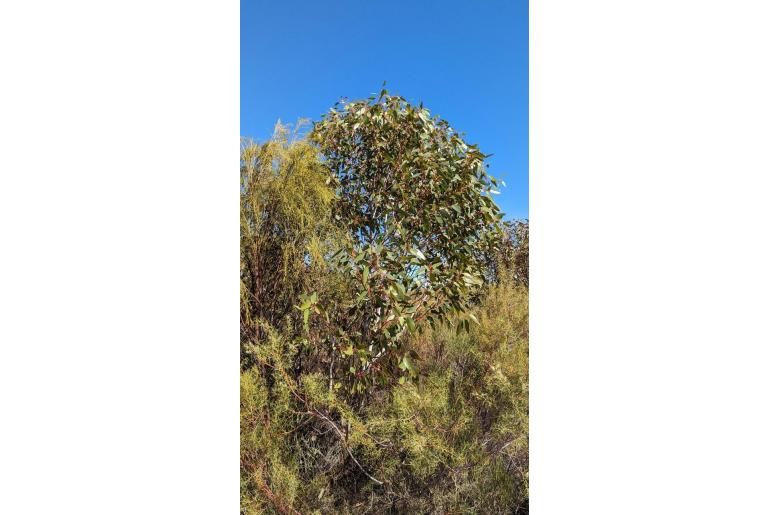 Eucalyptus stowardii 16042