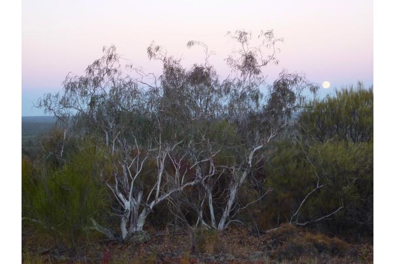Eucalyptus synandra 16046
