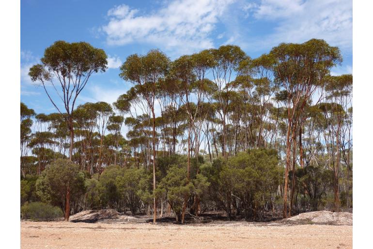 Eucalyptus urna -16047