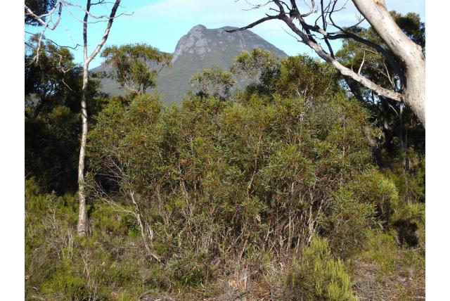 Needilup Eucalyptus Needilup Eucalyptus