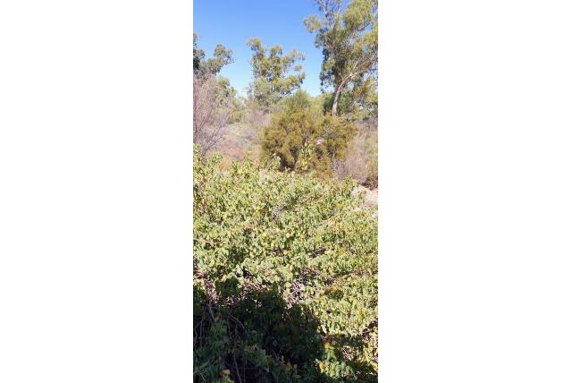 Sturt's katoenplant