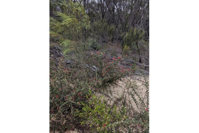 Sterrenblad grevillea