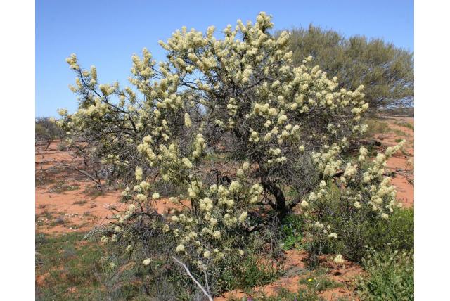 Terug buigende hakea Terug buigende hakea