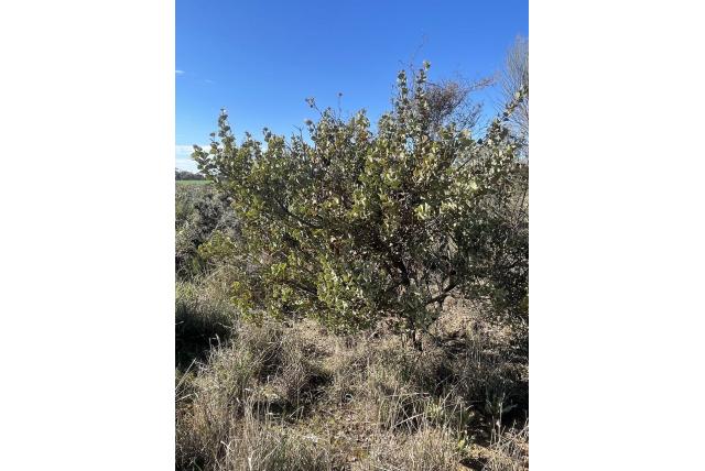 Brown's Hakea