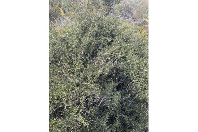 Gevleugeld fruit Hakea Gevleugeld fruit Hakea