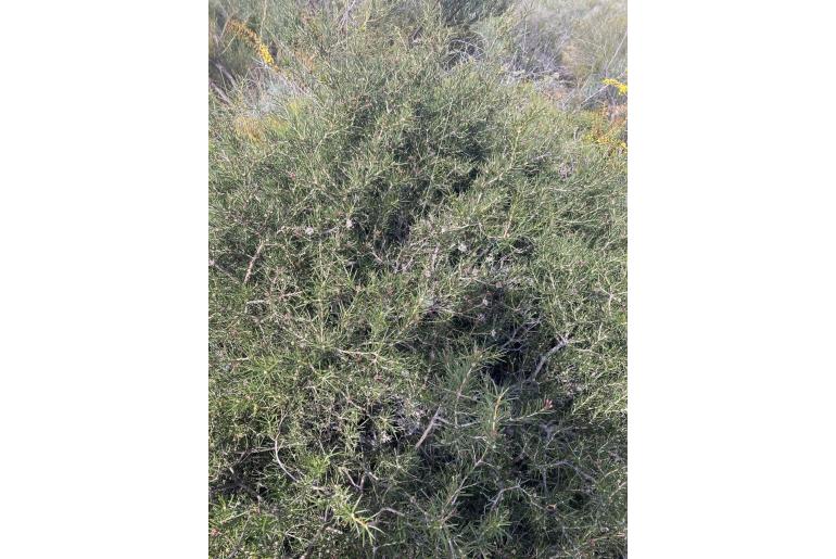 Hakea circumalata -16071