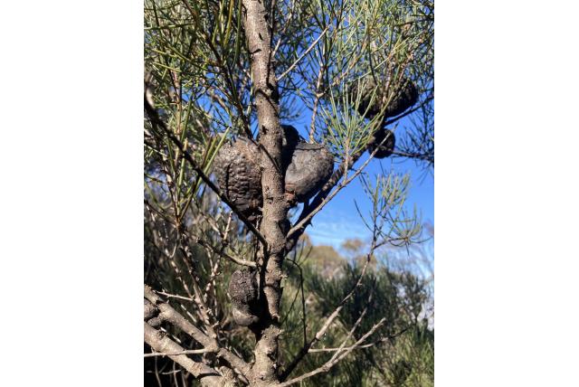 Constable's Hakea