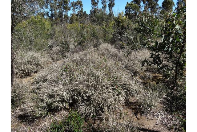 Geribbeld bladije Hakea Geribbeld bladije Hakea