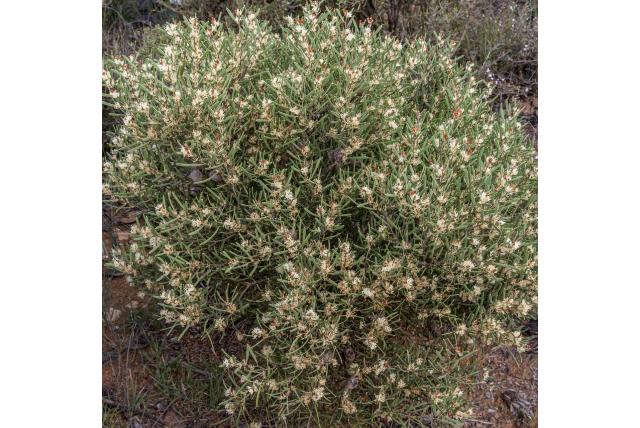 Vruchtvormige zwaan Hakea Vruchtvormige zwaan Hakea