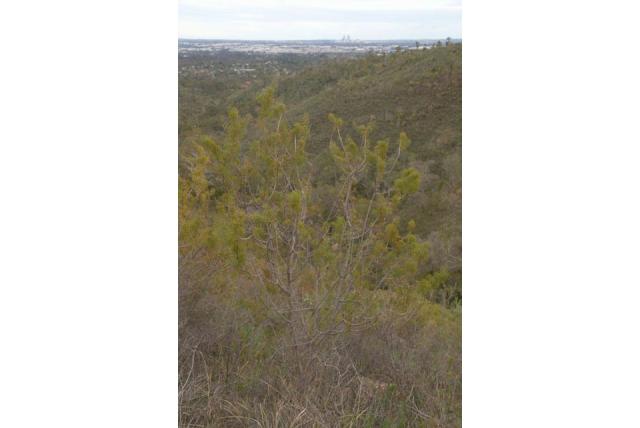 Stekelige hakea