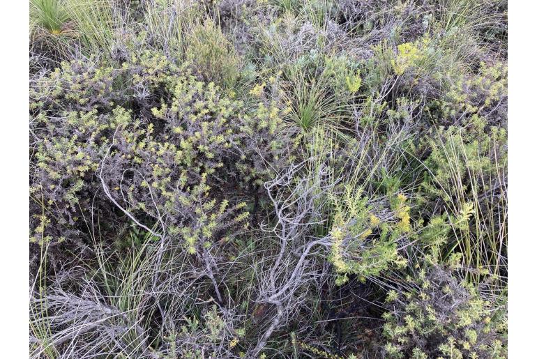 Hakea longiflora -16082