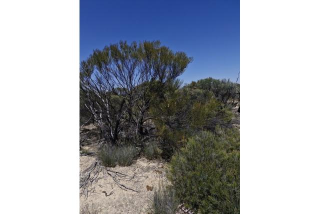 Meissner's Hakea